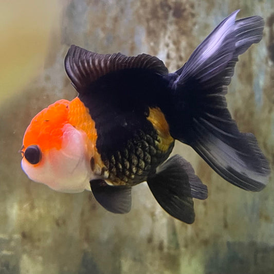 the-fish-farm Goldfish 9cm Oranda - Tri Colour One Only- 6 Tri Colour Oranda - The Fish Farm Australia