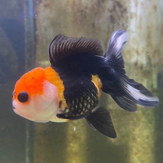 the-fish-farm Goldfish 9cm Oranda - Tri Colour One Only- 6 Tri Colour Oranda - The Fish Farm Australia