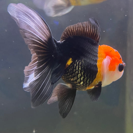 the-fish-farm Goldfish 9cm Oranda - Tri Colour One Only- 6 Tri Colour Oranda - The Fish Farm Australia