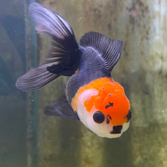 the-fish-farm Goldfish 9cm Oranda - Tri Colour One Only- 6 Tri Colour Oranda - The Fish Farm Australia
