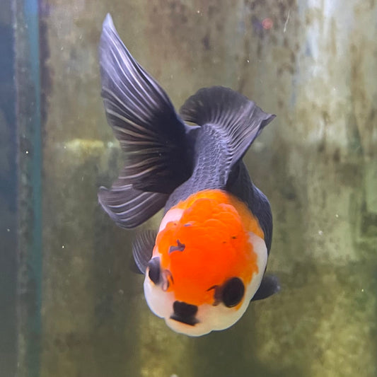 the-fish-farm Goldfish 9cm Oranda - Tri Colour One Only- 6 Tri Colour Oranda - The Fish Farm Australia