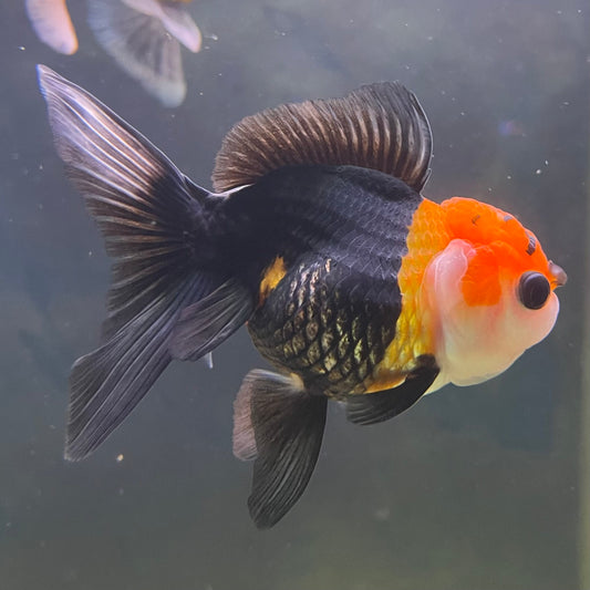 the-fish-farm Goldfish 9cm Oranda - Tri Colour One Only- 6 Tri Colour Oranda - The Fish Farm Australia