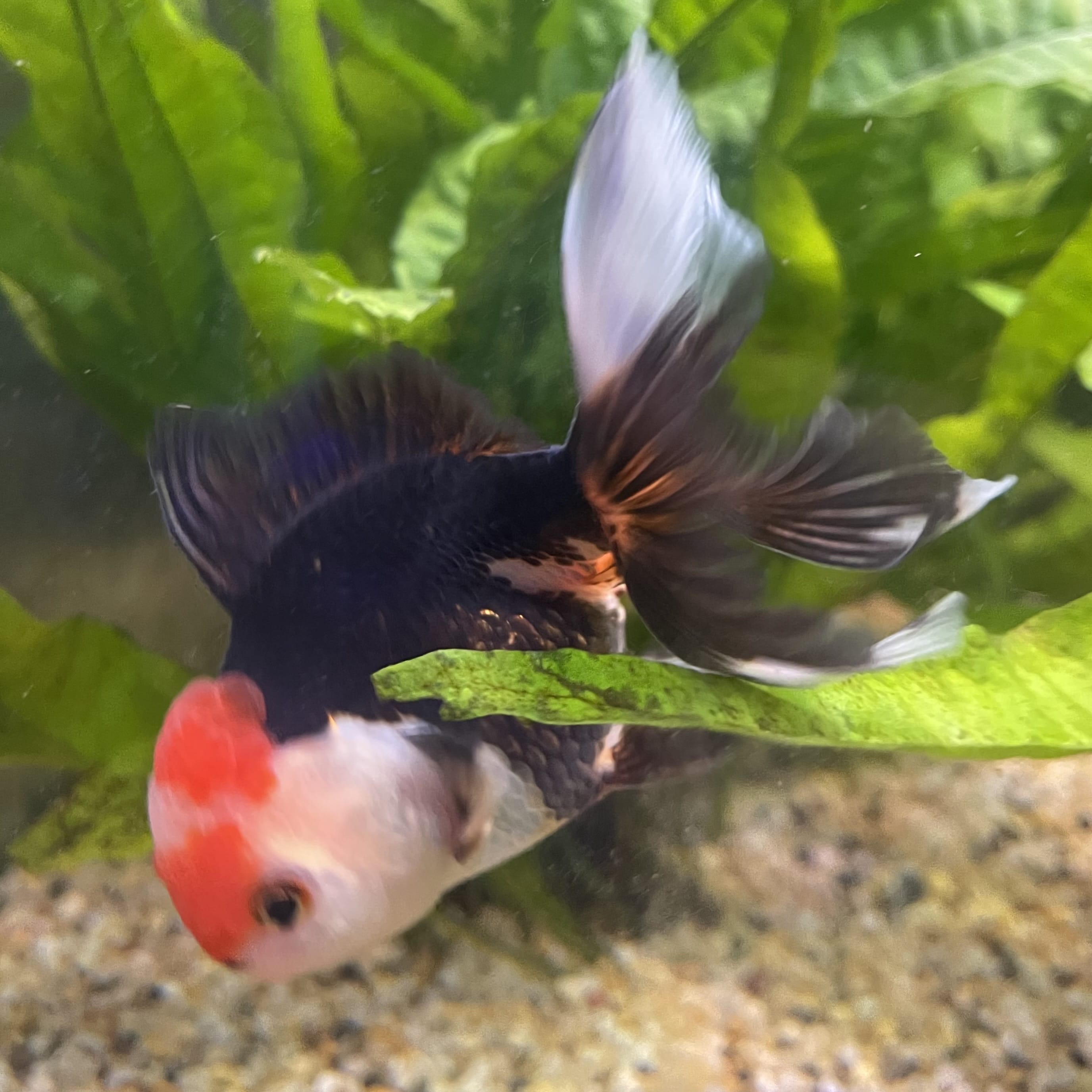 the-fish-farm Goldfish 9cm Oranda - Tri Colour One Only- 6 Tri Colour Oranda - The Fish Farm Australia