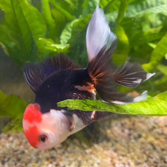 the-fish-farm Goldfish 9cm Oranda - Tri Colour One Only- 6 Tri Colour Oranda - The Fish Farm Australia