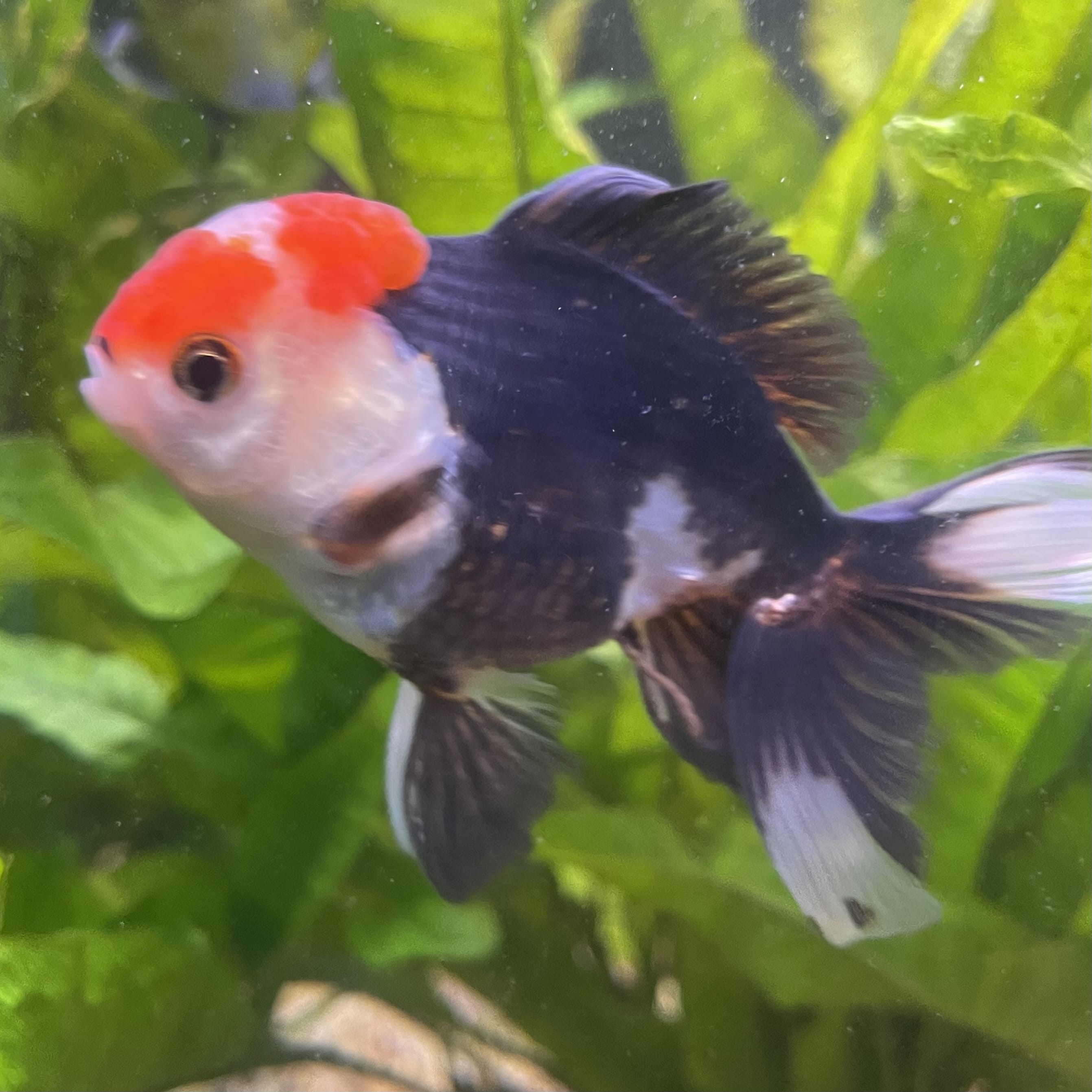 the-fish-farm Goldfish 9cm Oranda - Tri Colour One Only- 6 Tri Colour Oranda - The Fish Farm Australia