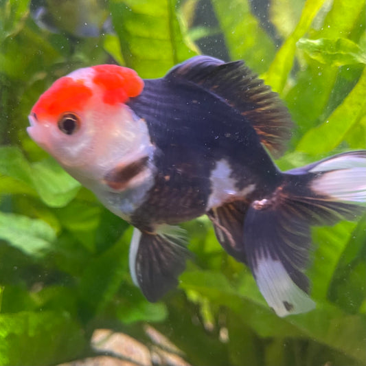 the-fish-farm Goldfish 9cm Oranda - Tri Colour One Only- 6 Tri Colour Oranda - The Fish Farm Australia
