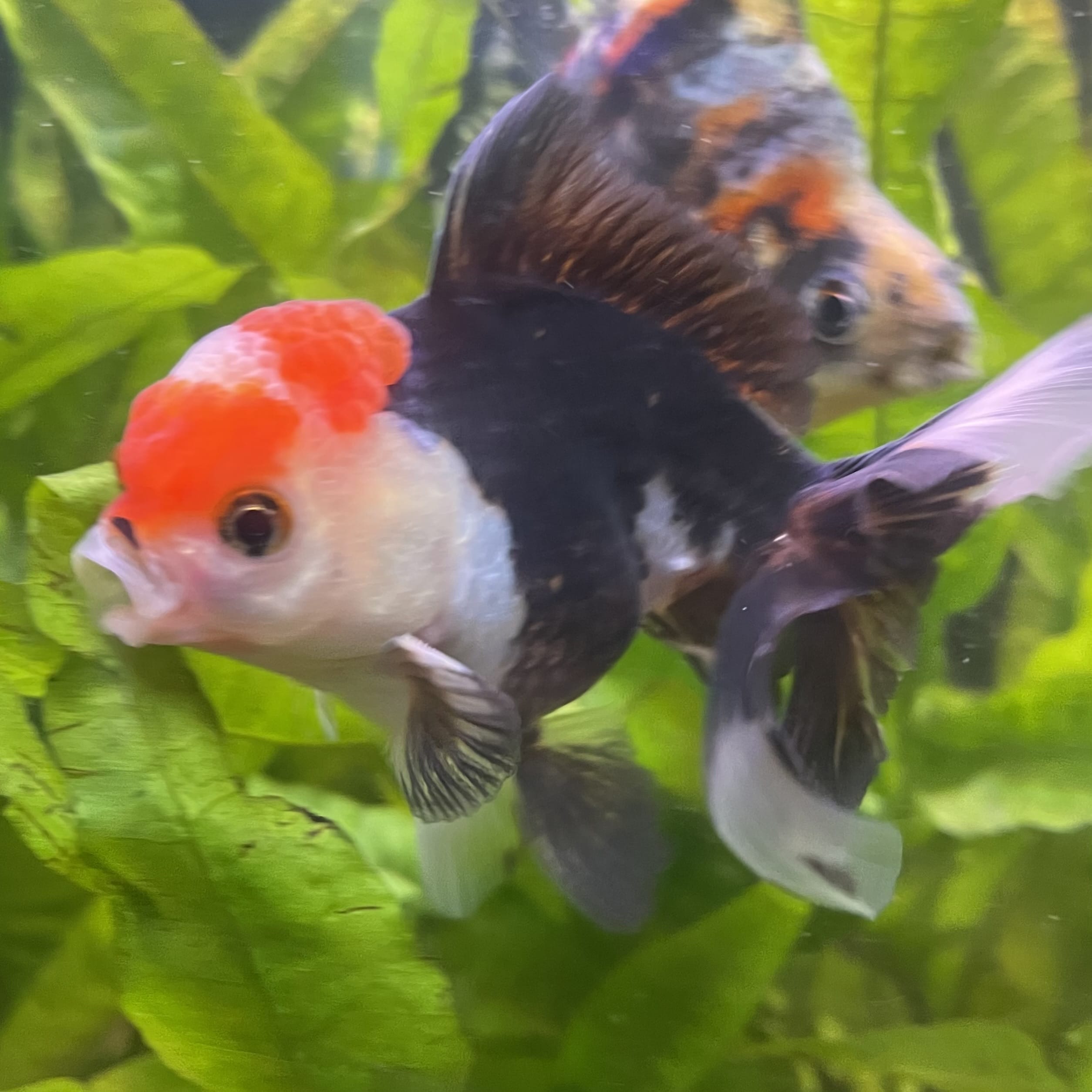 the-fish-farm Goldfish 9cm Oranda - Tri Colour One Only- 6 Tri Colour Oranda - The Fish Farm Australia