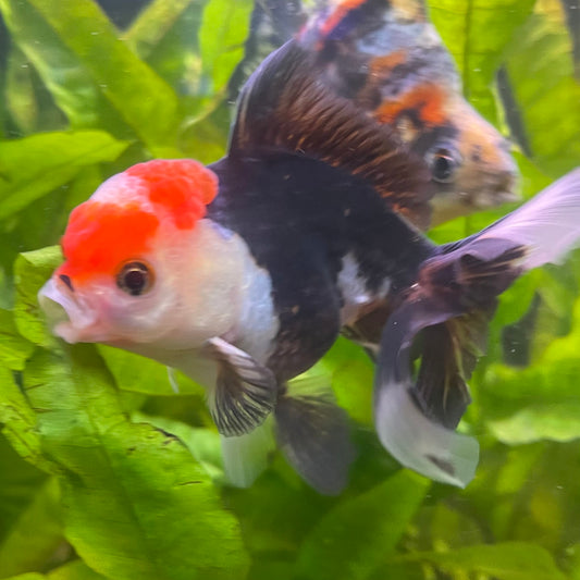 the-fish-farm Goldfish 9cm Oranda - Tri Colour One Only- 6 Tri Colour Oranda - The Fish Farm Australia