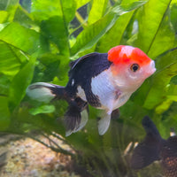 the-fish-farm Goldfish 9cm Oranda - Tri Colour One Only- 6 Tri Colour Oranda - The Fish Farm Australia