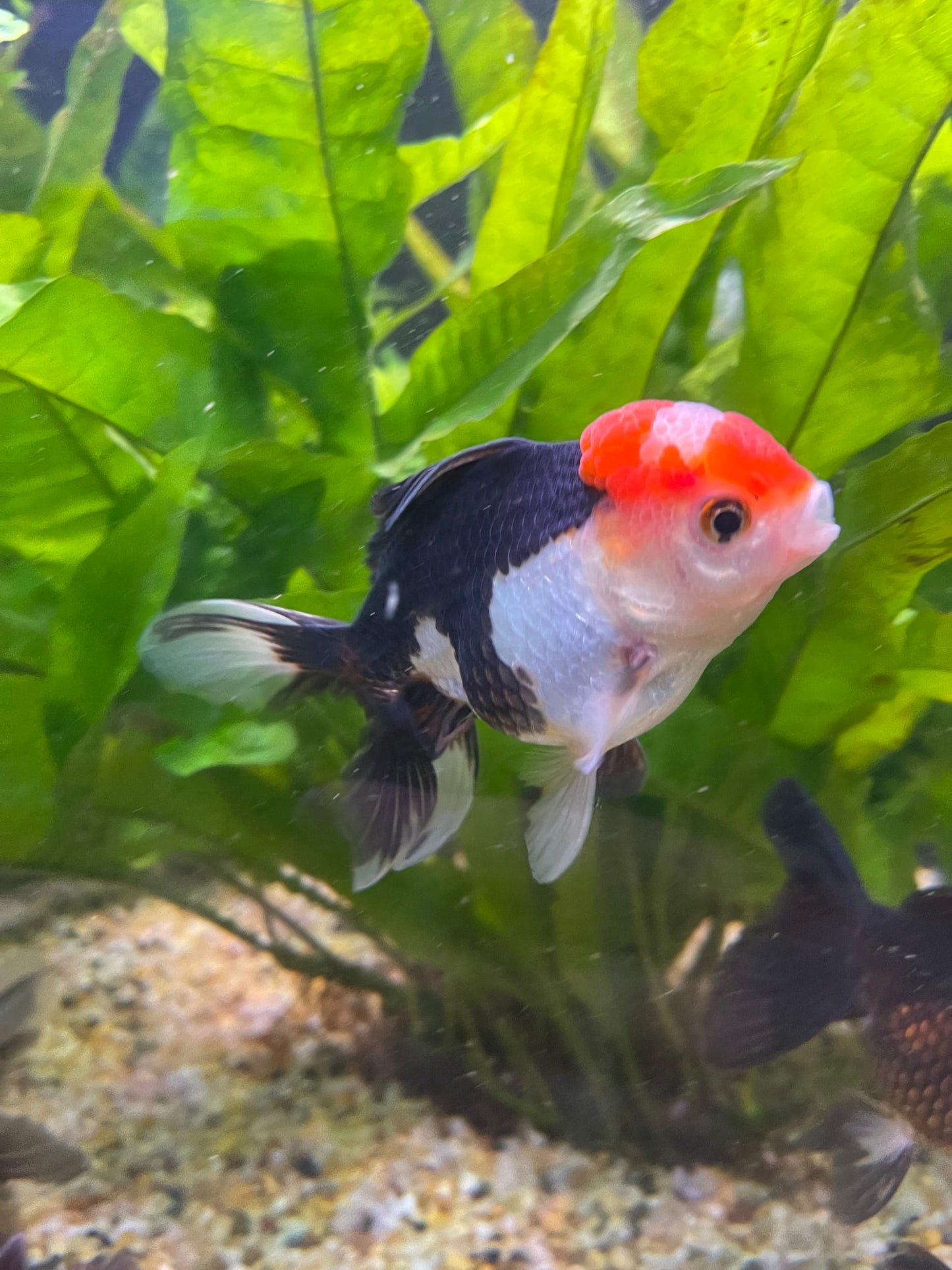 the-fish-farm Goldfish 9cm Oranda - Tri Colour One Only- 6 Tri Colour Oranda - The Fish Farm Australia