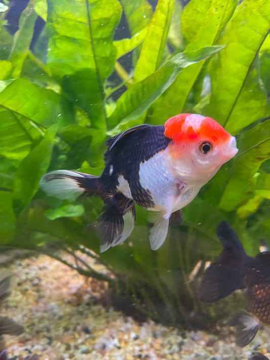 the-fish-farm Goldfish 9cm Oranda - Tri Colour One Only- 6 Tri Colour Oranda - The Fish Farm Australia