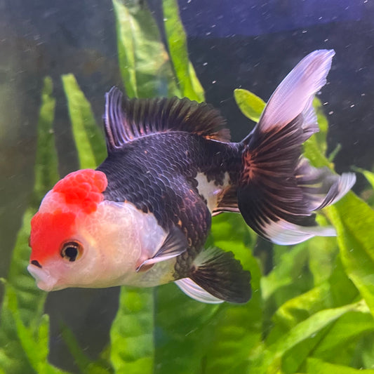 the-fish-farm Goldfish 9cm Oranda - Tri Colour One Only- 6 Tri Colour Oranda - The Fish Farm Australia