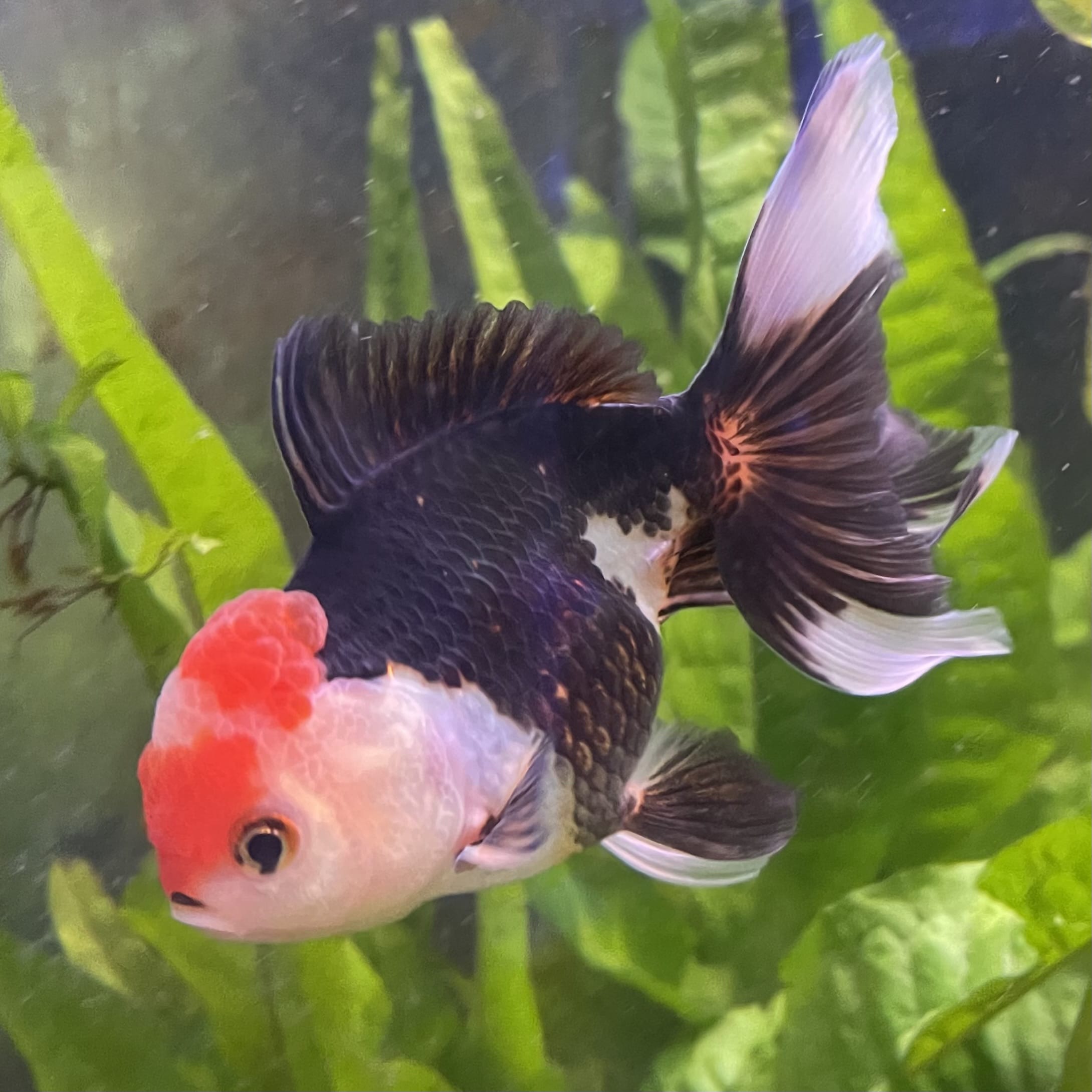 the-fish-farm Goldfish 9cm Oranda - Tri Colour One Only- 6 Tri Colour Oranda - The Fish Farm Australia