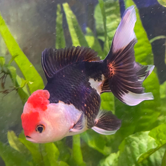 the-fish-farm Goldfish 9cm Oranda - Tri Colour One Only- 6 Tri Colour Oranda - The Fish Farm Australia