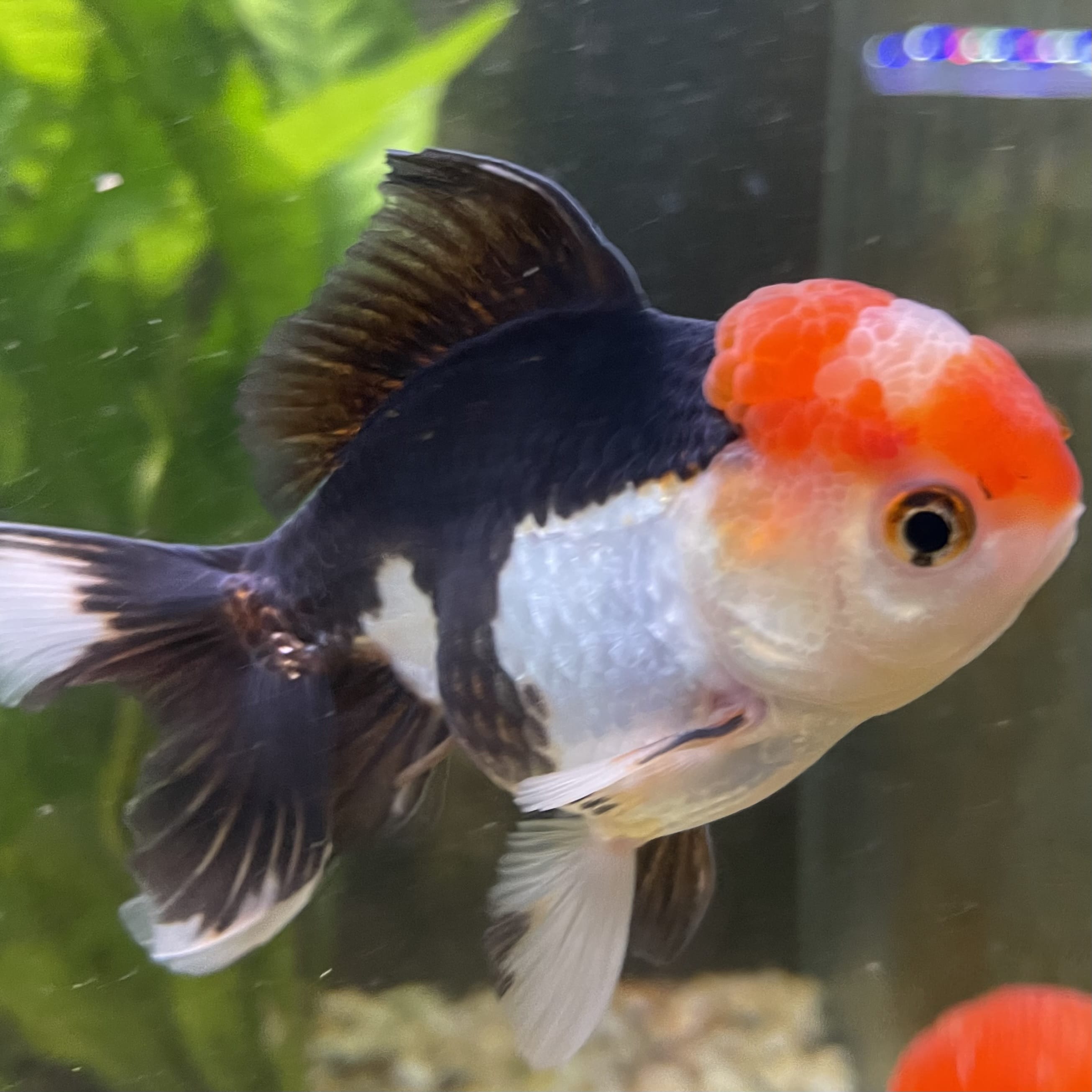 the-fish-farm Goldfish 9cm Oranda - Tri Colour One Only- 6 Tri Colour Oranda - The Fish Farm Australia