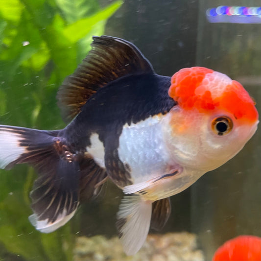 the-fish-farm Goldfish 9cm Oranda - Tri Colour One Only- 6 Tri Colour Oranda - The Fish Farm Australia