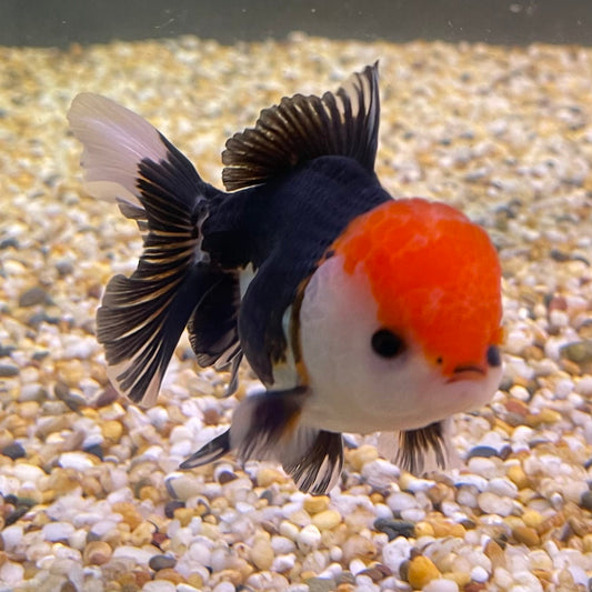 the-fish-farm Goldfish 9cm Oranda - Tri Colour One Only- 7 Tri Colour Oranda - The Fish Farm Australia