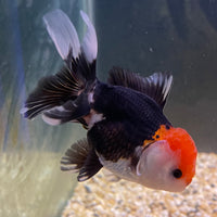 the-fish-farm Goldfish 9cm Oranda - Tri Colour One Only- 7 Tri Colour Oranda - The Fish Farm Australia