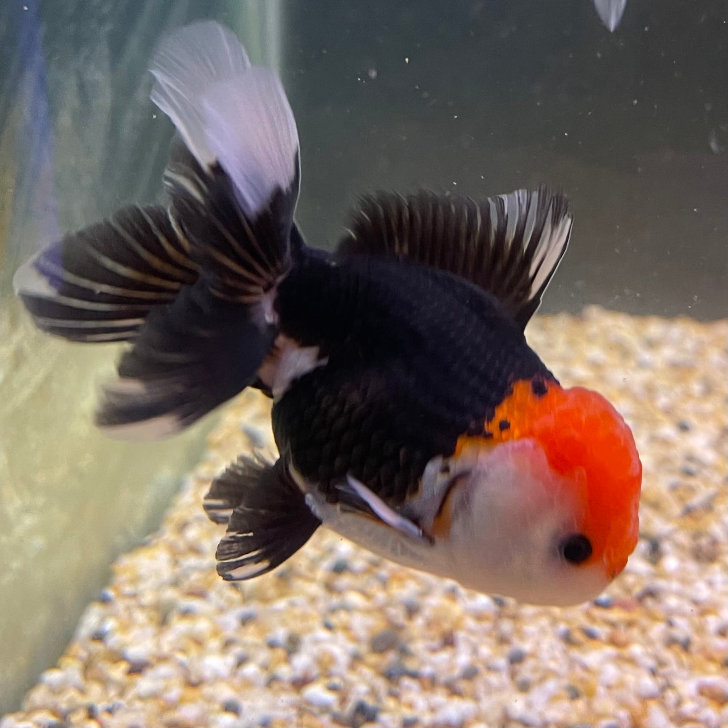the-fish-farm Goldfish 9cm Oranda - Tri Colour One Only- 7 Tri Colour Oranda - The Fish Farm Australia