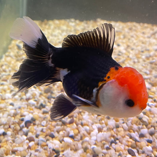 the-fish-farm Goldfish 9cm Oranda - Tri Colour One Only- 7 Tri Colour Oranda - The Fish Farm Australia