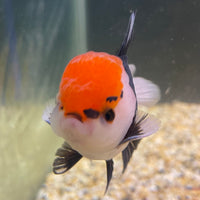 the-fish-farm Goldfish 9cm Oranda - Tri Colour One Only- 7 Tri Colour Oranda - The Fish Farm Australia