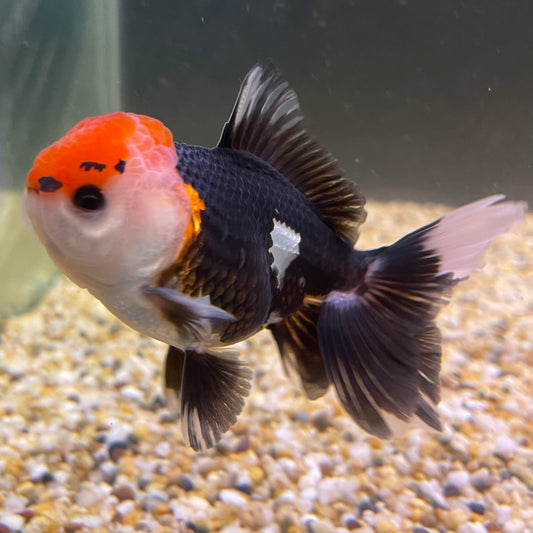 the-fish-farm Goldfish 9cm Oranda - Tri Colour One Only- 7 Tri Colour Oranda - The Fish Farm Australia