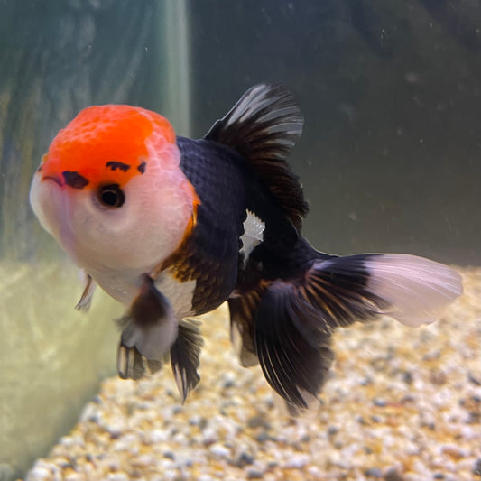 the-fish-farm Goldfish 9cm Oranda - Tri Colour One Only- 7 Tri Colour Oranda - The Fish Farm Australia