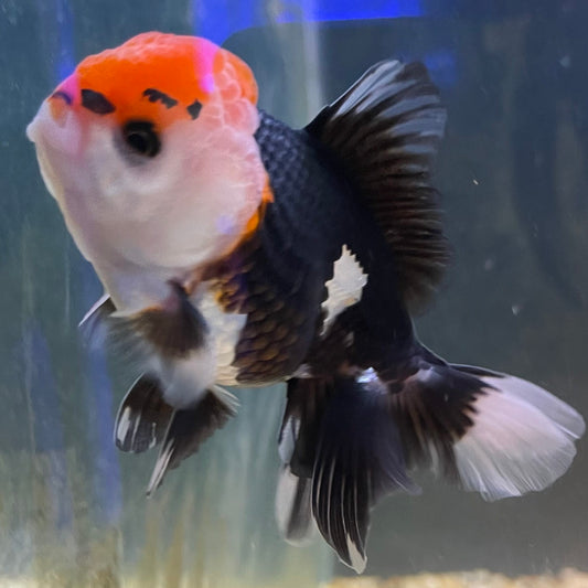 the-fish-farm Goldfish 9cm Oranda - Tri Colour One Only- 7 Tri Colour Oranda - The Fish Farm Australia