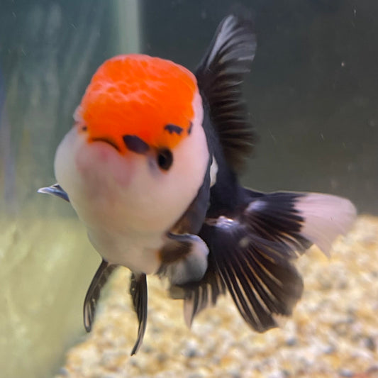 the-fish-farm Goldfish 9cm Oranda - Tri Colour One Only- 7 Tri Colour Oranda - The Fish Farm Australia
