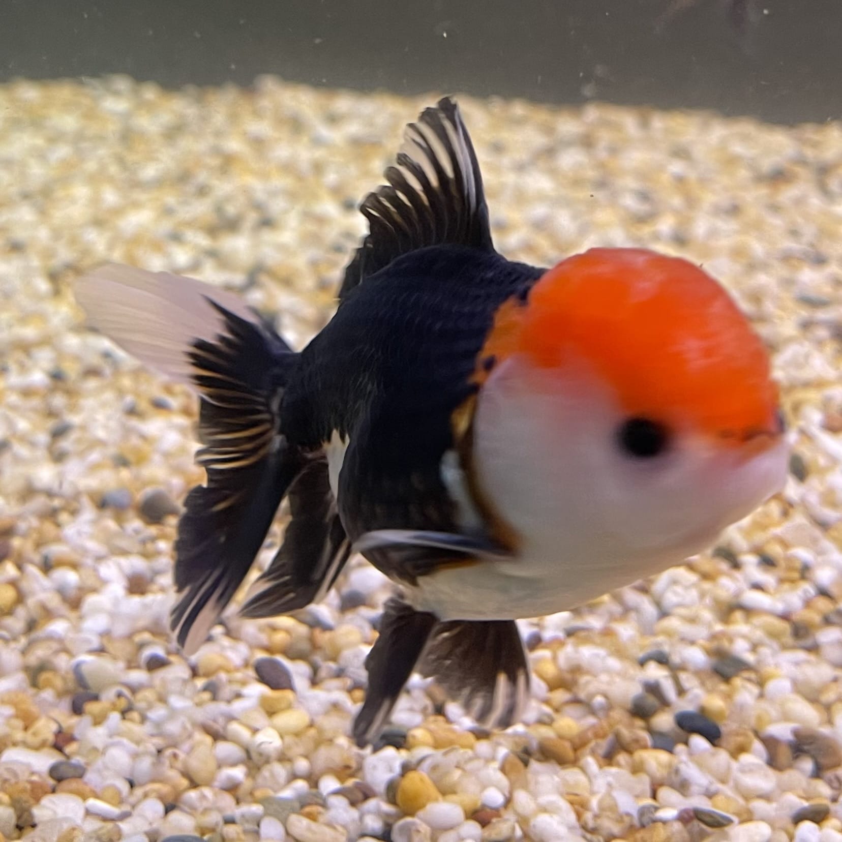 the-fish-farm Goldfish 9cm Oranda - Tri Colour One Only- 7 Tri Colour Oranda - The Fish Farm Australia