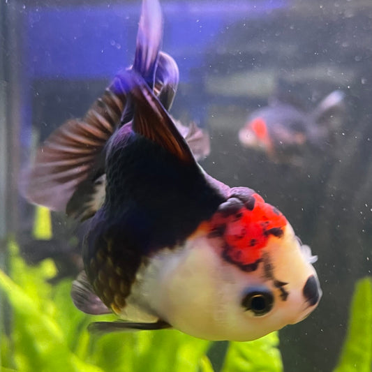 the-fish-farm Goldfish 9cm Oranda - Tri Colour One Only- 7 Tri Colour Oranda - The Fish Farm Australia