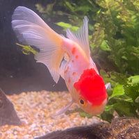 the-fish-farm Goldfish 9cm Oranda - white one only - 1 Panda Oranda - The Fish Farm Australia
