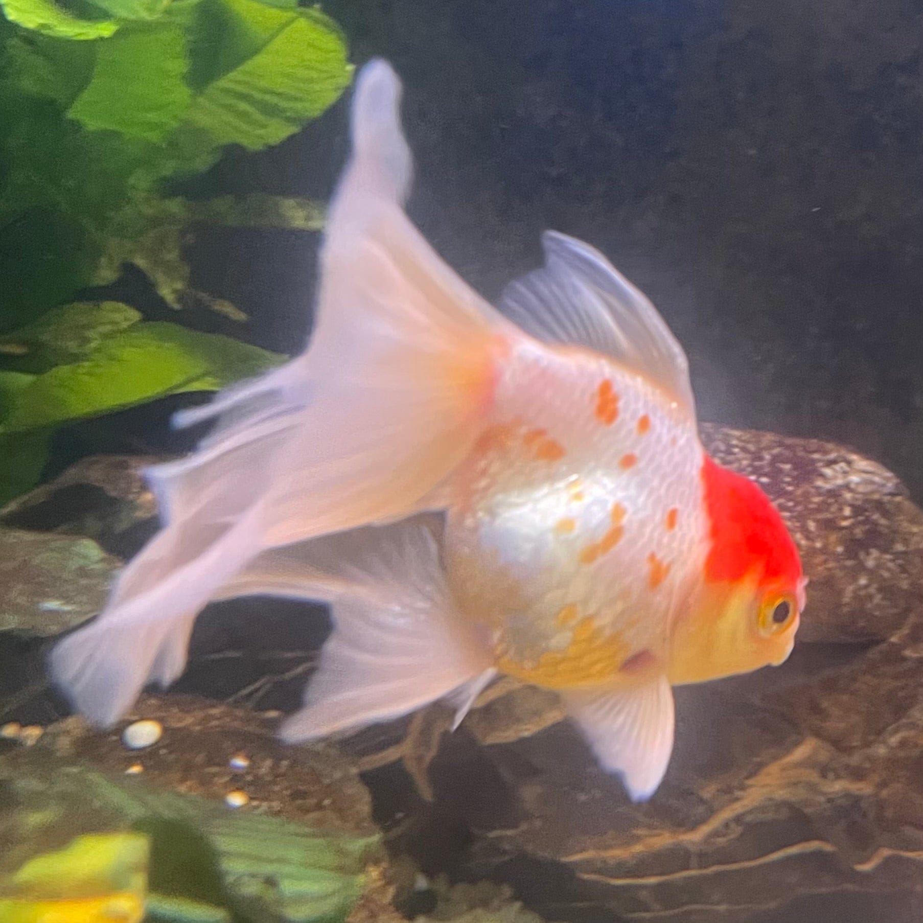 the-fish-farm Goldfish 9cm Oranda - white one only - 1 Panda Oranda - The Fish Farm Australia