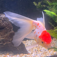 the-fish-farm Goldfish 9cm Oranda - white one only - 1 Panda Oranda - The Fish Farm Australia
