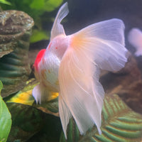 the-fish-farm Goldfish 9cm Oranda - white one only - 1 Panda Oranda - The Fish Farm Australia