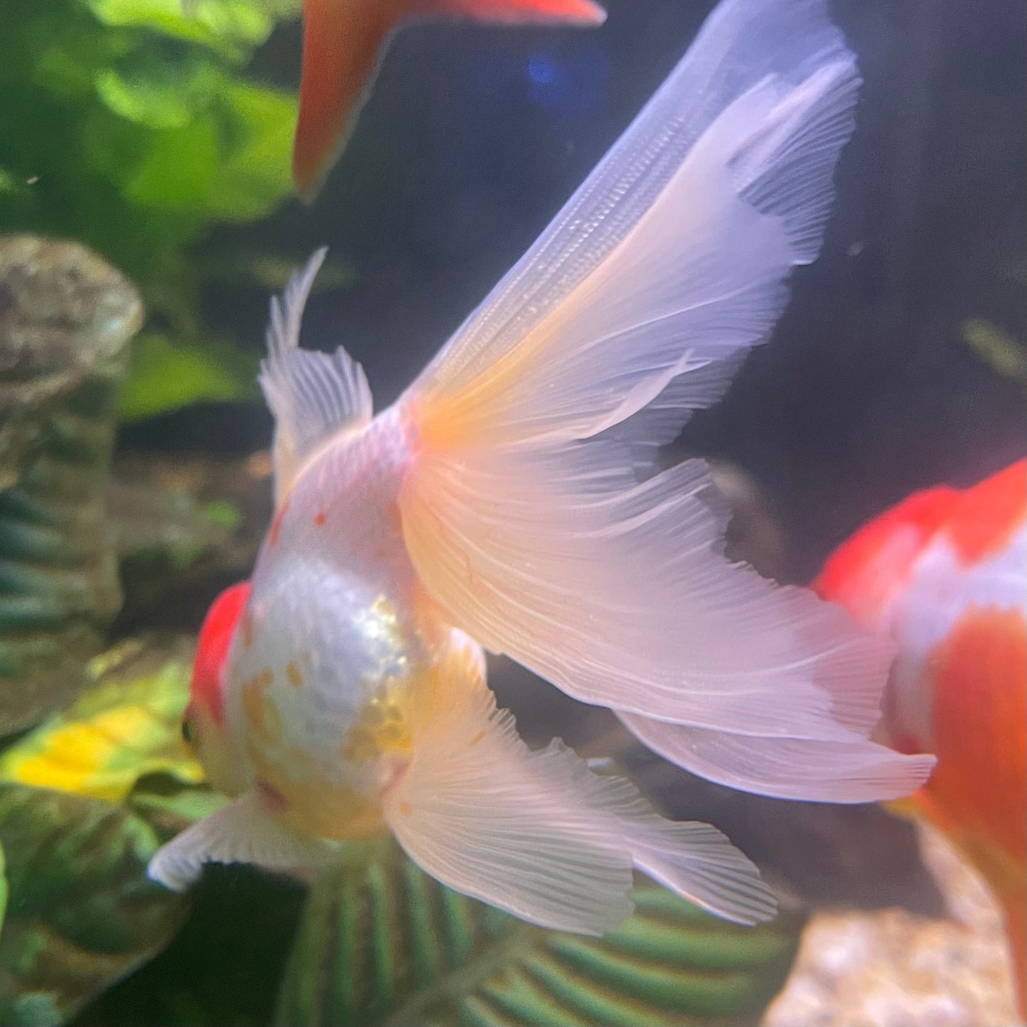 the-fish-farm Goldfish 9cm Oranda - white one only - 1 Panda Oranda - The Fish Farm Australia