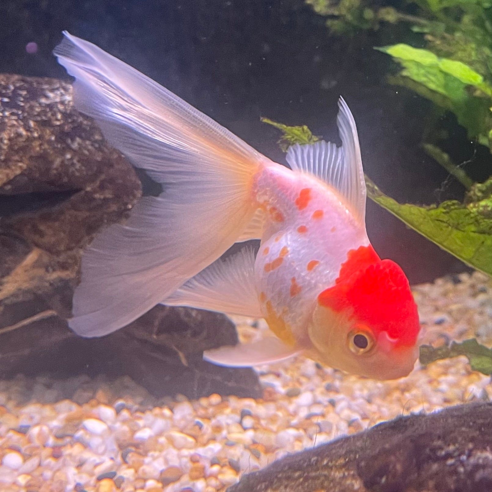 the-fish-farm Goldfish 9cm Oranda - white one only - 1 Panda Oranda - The Fish Farm Australia