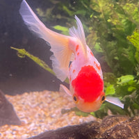 the-fish-farm Goldfish 9cm Oranda - white one only - 1 Panda Oranda - The Fish Farm Australia