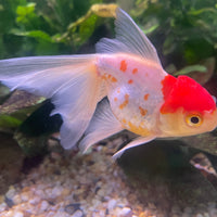 the-fish-farm Goldfish 9cm Oranda - white one only - 1 Panda Oranda - The Fish Farm Australia