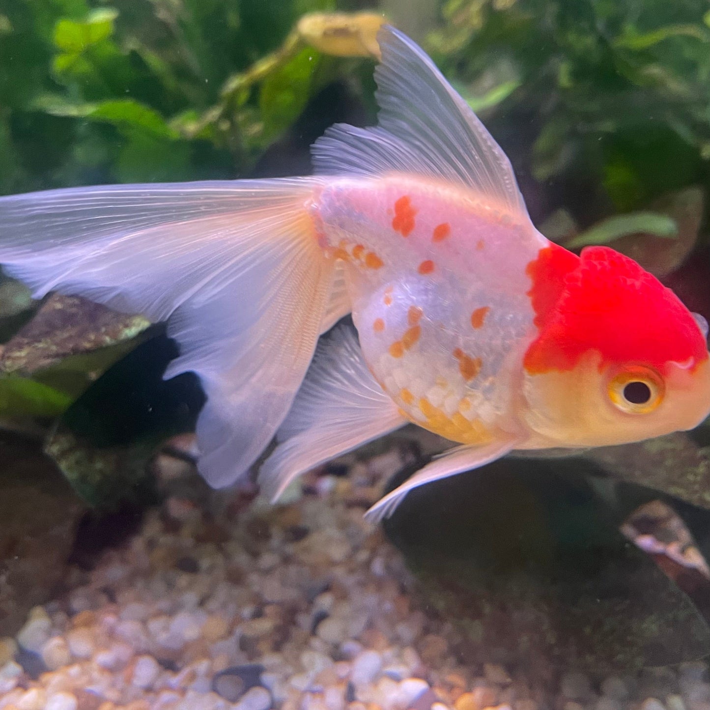 the-fish-farm Goldfish 9cm Oranda - white one only - 1 Panda Oranda - The Fish Farm Australia