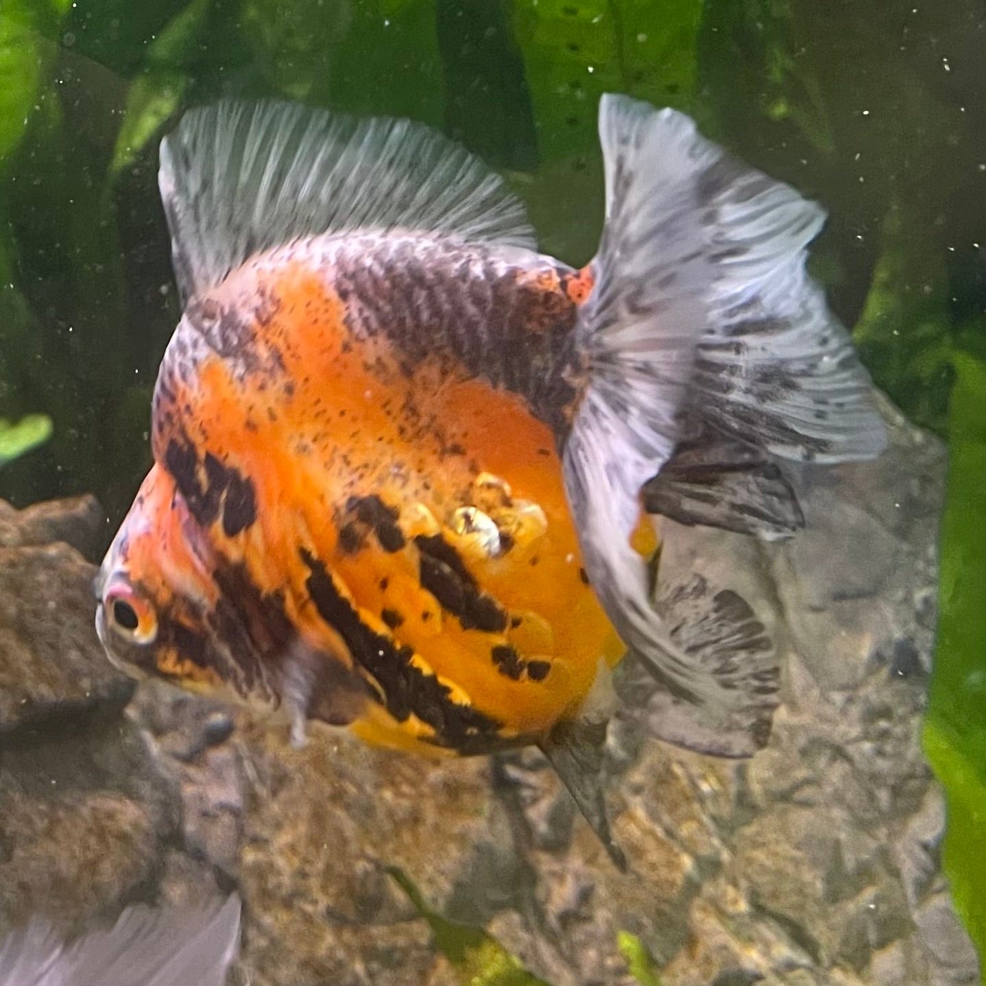 the-fish-farm Goldfish 9cm Ryukin Goldfish - Calico one only - 1 Buy Calico Ryukin Goldfish from The Fish Farm Australia