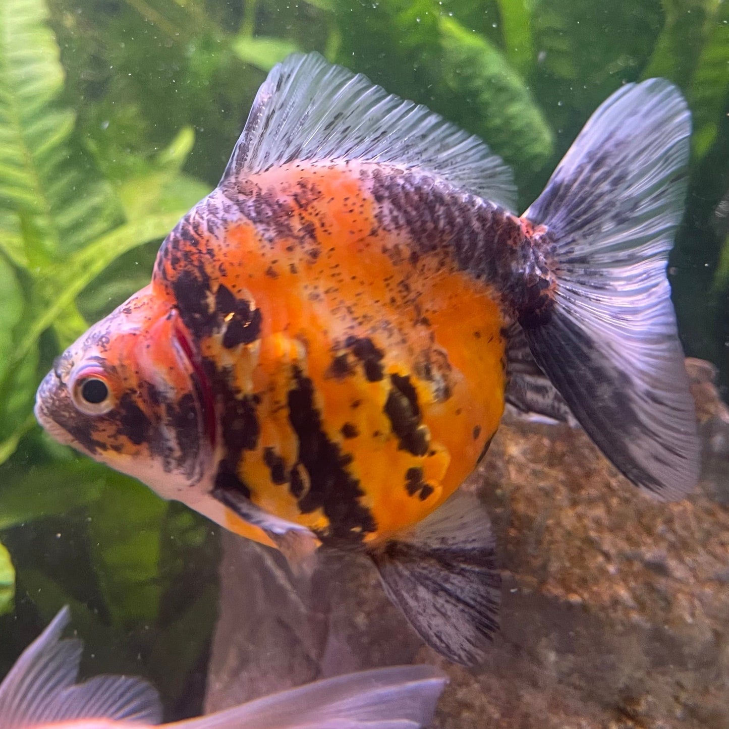 the-fish-farm Goldfish 9cm Ryukin Goldfish - Calico one only - 1 Buy Calico Ryukin Goldfish from The Fish Farm Australia