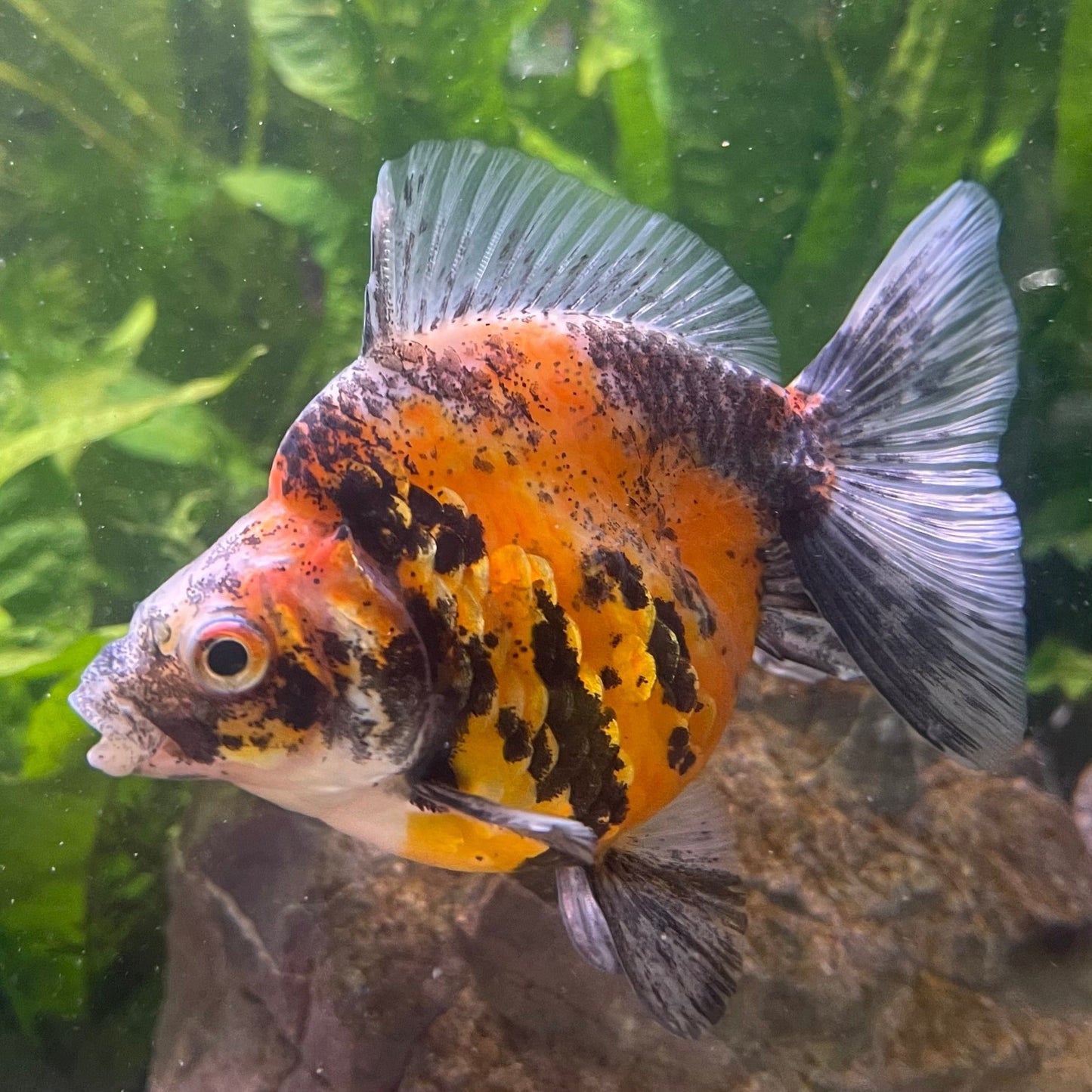 the-fish-farm Goldfish 9cm Ryukin Goldfish - Calico one only - 1 Buy Calico Ryukin Goldfish from The Fish Farm Australia