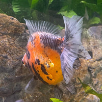 the-fish-farm Goldfish 9cm Ryukin Goldfish - Calico one only - 1 Buy Calico Ryukin Goldfish from The Fish Farm Australia
