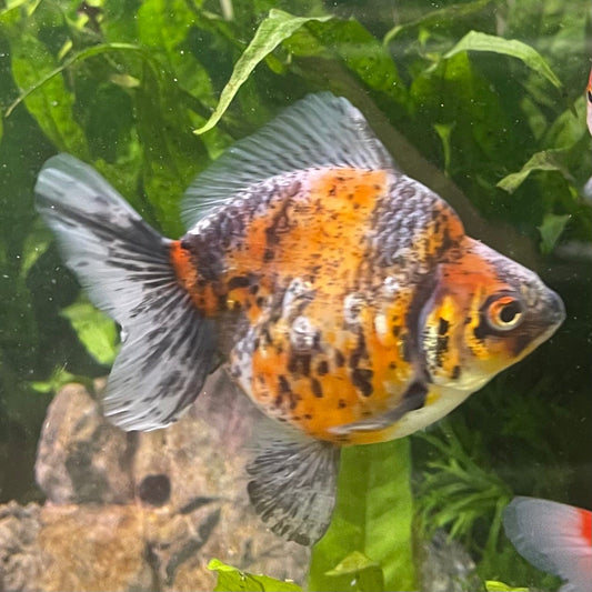 the-fish-farm Goldfish 9cm Ryukin Goldfish - Calico one only - 1 Buy Calico Ryukin Goldfish from The Fish Farm Australia