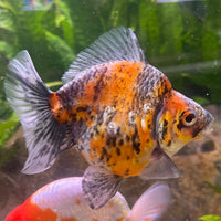 the-fish-farm Goldfish 9cm Ryukin Goldfish - Calico one only - 1 Buy Calico Ryukin Goldfish from The Fish Farm Australia