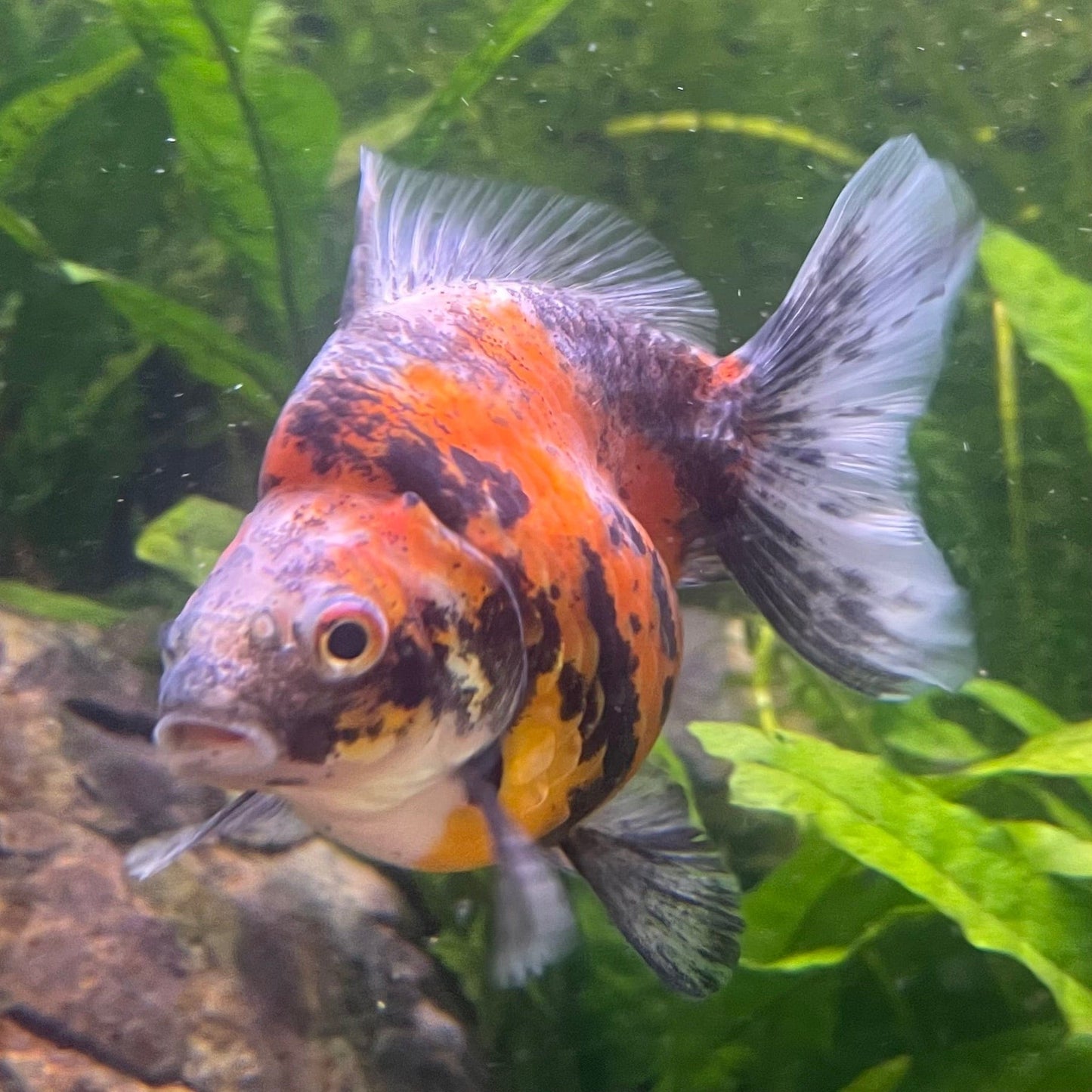 the-fish-farm Goldfish 9cm Ryukin Goldfish - Calico one only - 1 Buy Calico Ryukin Goldfish from The Fish Farm Australia