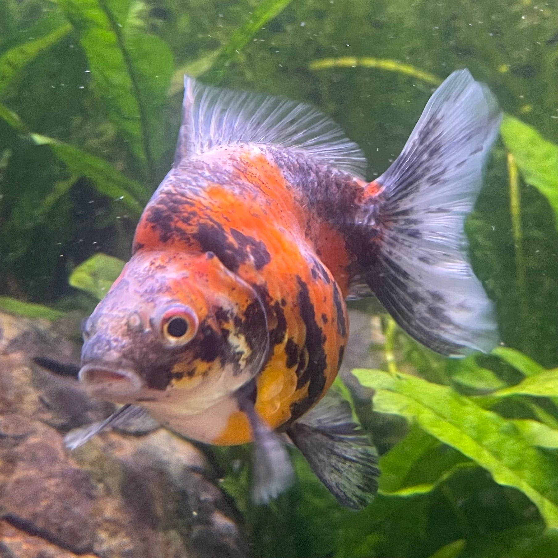 the-fish-farm Goldfish 9cm Ryukin Goldfish - Calico one only - 1 Buy Calico Ryukin Goldfish from The Fish Farm Australia