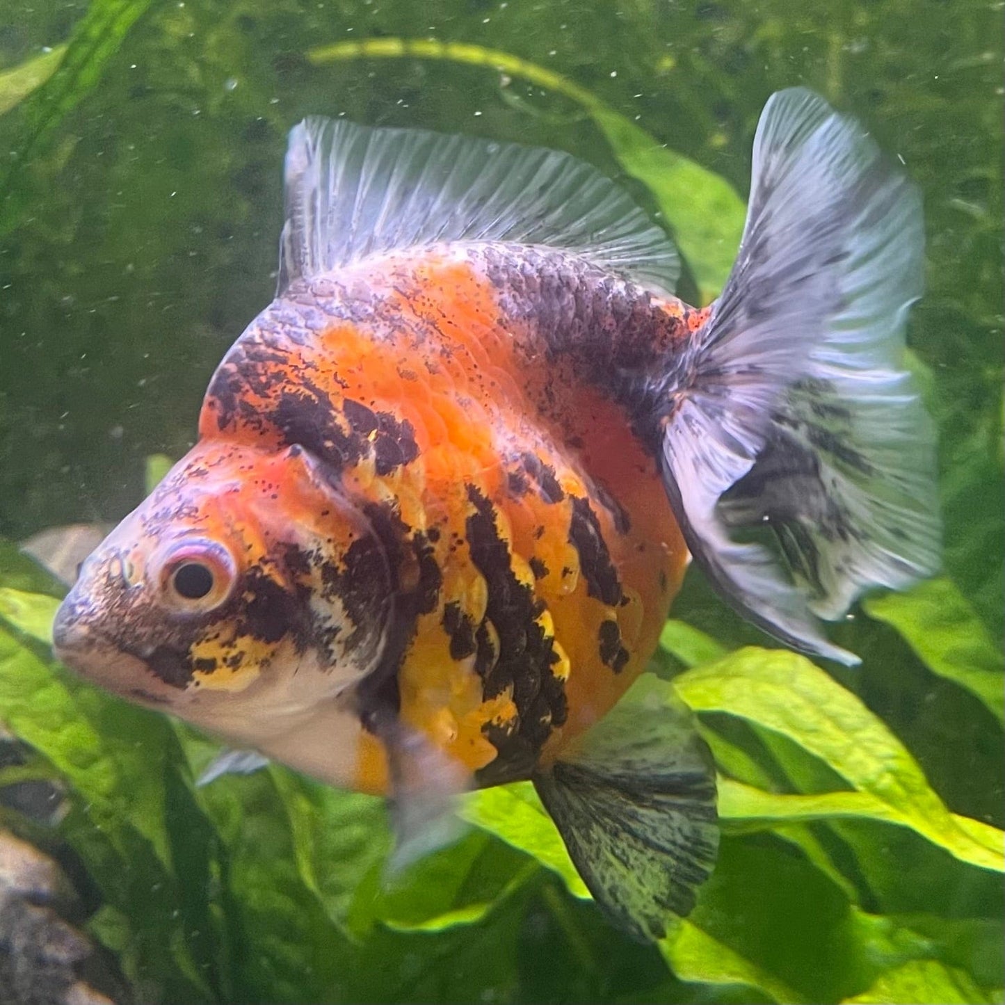 the-fish-farm Goldfish 9cm Ryukin Goldfish - Calico one only - 1 Buy Calico Ryukin Goldfish from The Fish Farm Australia