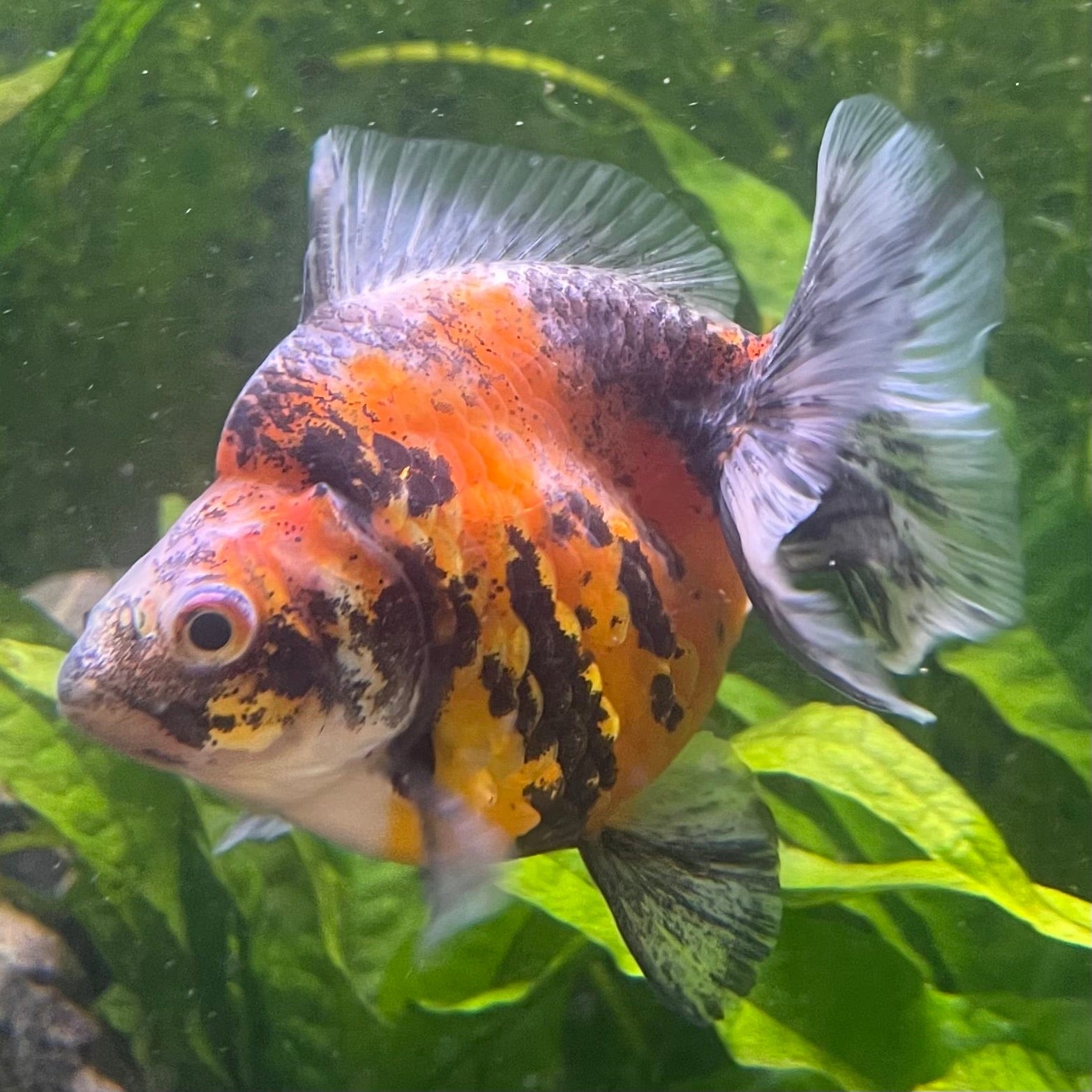 the-fish-farm Goldfish 9cm Ryukin Goldfish - Calico one only - 1 Buy Calico Ryukin Goldfish from The Fish Farm Australia